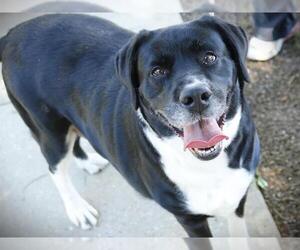 Labrador Retriever Dogs for adoption in Tallahassee, FL, USA