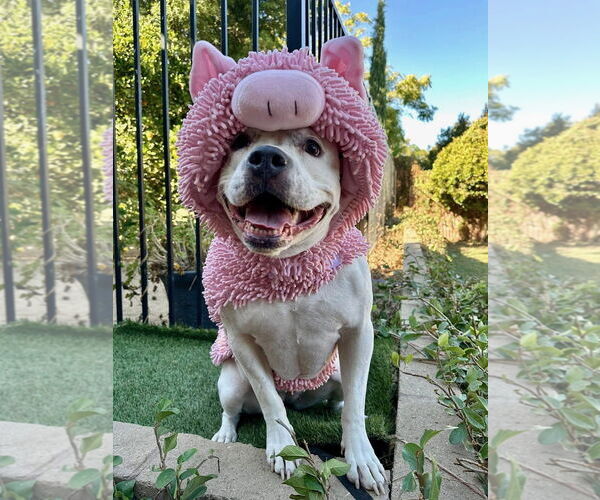 Medium Photo #7 American Pit Bull Terrier-Unknown Mix Puppy For Sale in Redlands, CA, USA