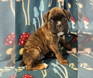 Boxer Puppy for Sale in LANSING, Michigan USA