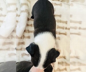 Medium Boston Terrier