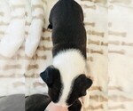 Puppy 4 Boston Terrier