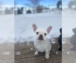 French Bulldog Puppy for sale in RIGBY, ID, USA
