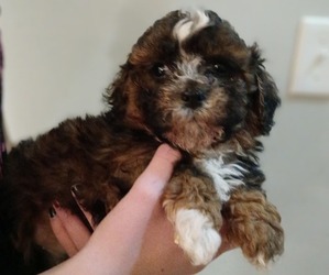 Maltese-Maltipoo (Miniature) Mix Puppy for Sale in PEABODY, Massachusetts USA