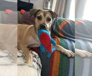 Mutt Dogs for adoption in Holly Springs, NC, USA
