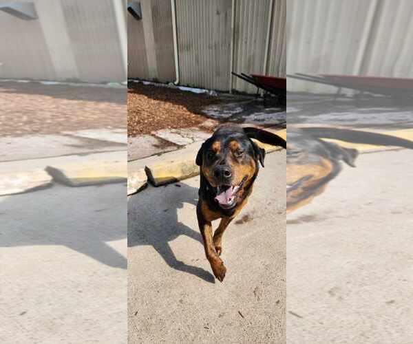 Medium Photo #18 Rottweiler-Unknown Mix Puppy For Sale in Houston, TX, USA