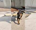 Small #17 Rottweiler Mix