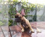 Small Photo #4 French Bulldog Puppy For Sale in HOLLYWOOD, CA, USA