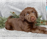 Small #2 Labradoodle