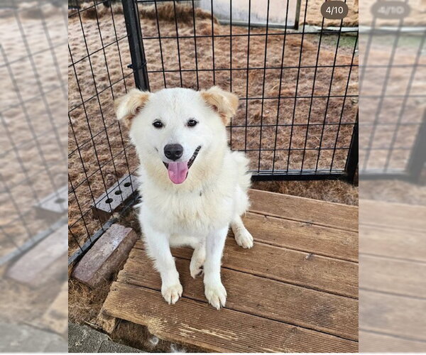 Medium Photo #3 Golden Retriever-pomeranian spitz Mix Puppy For Sale in Agoura Hills, CA, USA