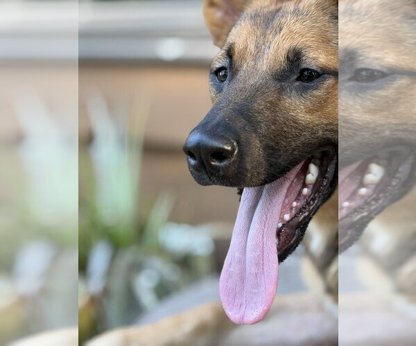 Medium Photo #3 Mutt Puppy For Sale in Andover, MN, USA