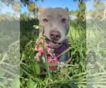 Small #15 American Pit Bull Terrier