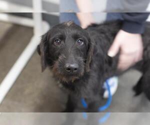 Jack Russell Terrier-Labrador Retriever Mix Dogs for adoption in Mountain Home, AR, USA