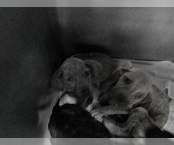 Medium Photo #1 American Pit Bull Terrier Puppy For Sale in Oklahoma City, OK, USA