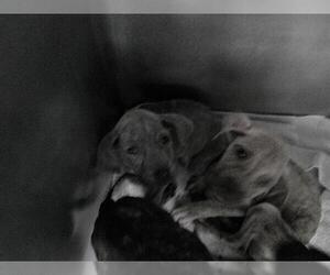 American Pit Bull Terrier Dogs for adoption in Oklahoma City, OK, USA