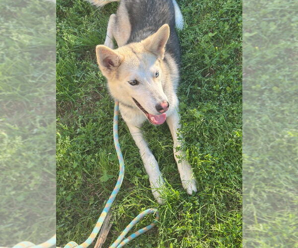 Medium Photo #1 Huskies -Unknown Mix Puppy For Sale in New Orleans, LA, USA