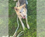 Small Huskies  Mix