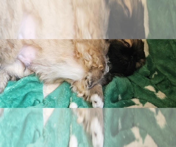 Medium Photo #3 Pekingese Puppy For Sale in PITTSTOWN, NJ, USA