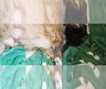 Small #2 Pekingese