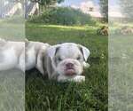 Small #5 Bulldog
