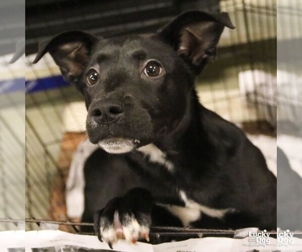 Medium Photo #4 Labrador Retriever-Unknown Mix Puppy For Sale in Washington, DC, USA