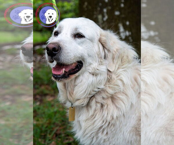 Medium Photo #3 Great Pyrenees Puppy For Sale in Spring, TX, USA