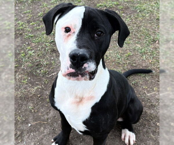 Medium Photo #1 American Pit Bull Terrier Puppy For Sale in West Valley, UT, USA