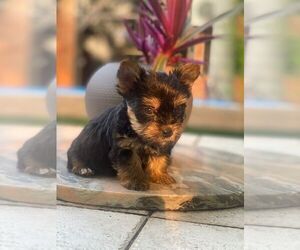 Yorkshire Terrier Puppy for sale in MINEOLA, NY, USA