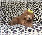 Small #4 Goldendoodle (Miniature)