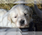 Small Photo #3 English Cream Golden Retriever Puppy For Sale in NEWVILLE, PA, USA