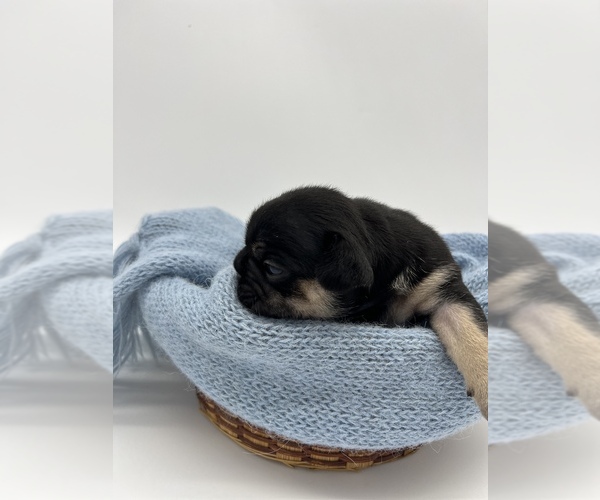 Medium Photo #2 French Bulldog Puppy For Sale in VANCOUVER, WA, USA