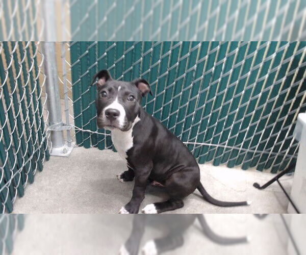 Medium Photo #1 Mutt Puppy For Sale in Downey, CA, USA