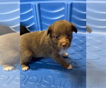 Small Photo #3 Australian Shepherd Puppy For Sale in Bolivar, MO, USA