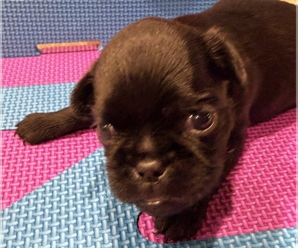 Medium Photo #6 Brussels Griffon Puppy For Sale in SPRING BRANCH, TX, USA