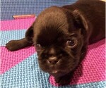Small #5 Brussels Griffon