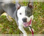 Small #1 American Staffordshire Terrier
