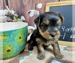 Small #22 Yorkshire Terrier