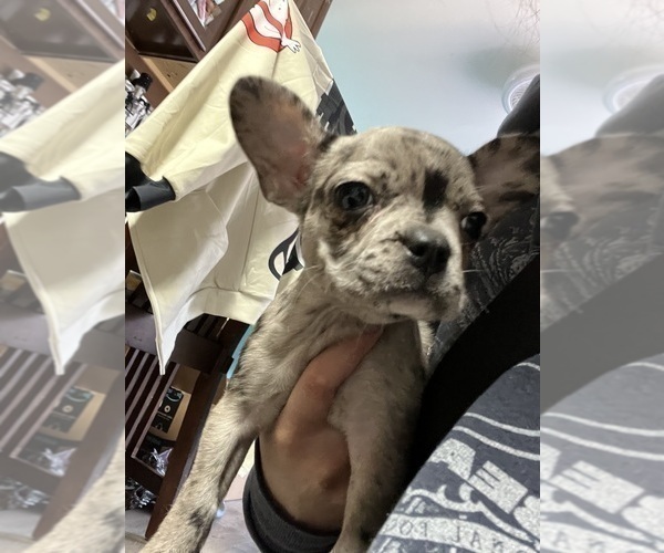 Medium Photo #18 Boston Terrier-Faux Frenchbo Bulldog Mix Puppy For Sale in ROUND LAKE, IL, USA