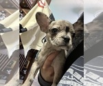 Small Photo #18 Boston Terrier-Faux Frenchbo Bulldog Mix Puppy For Sale in ROUND LAKE, IL, USA