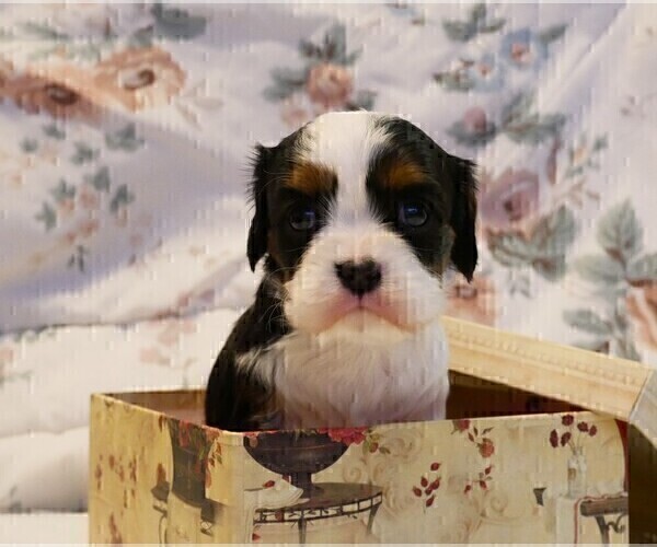 Medium Photo #6 Cavalier King Charles Spaniel Puppy For Sale in MARCELLUS, MI, USA