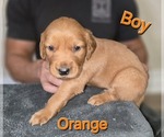 Puppy Orange Golden Irish