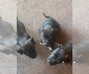  Puppy for sale in NEW PORT RICHEY, FL, USA