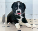 Small #2 Australian Shepherd