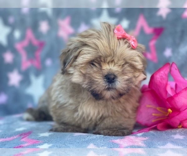 Medium Photo #6 Shorkie Tzu Puppy For Sale in LAKELAND, FL, USA