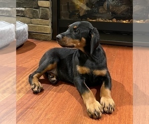 Doberman Pinscher Dog for Adoption in NOBLESVILLE, Indiana USA