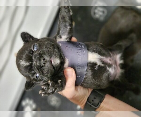Medium Photo #13 French Bulldog Puppy For Sale in Lake elsinore, CA, USA
