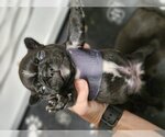 Small Photo #13 French Bulldog Puppy For Sale in Lake elsinore, CA, USA