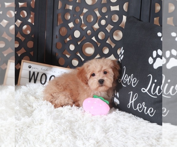 Medium Photo #4 Maltipoo (Miniature) Puppy For Sale in MOUNT VERNON, OH, USA