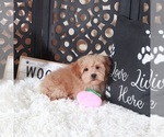 Small #3 Maltipoo (Miniature)