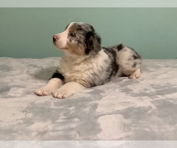 Medium Photo #1 Australian Shepherd Puppy For Sale in HILLSBORO, WI, USA