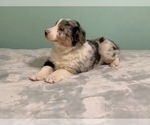 Small Photo #1 Australian Shepherd Puppy For Sale in HILLSBORO, WI, USA